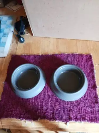NEW PET BOWL 5.5