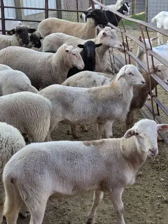 Rams