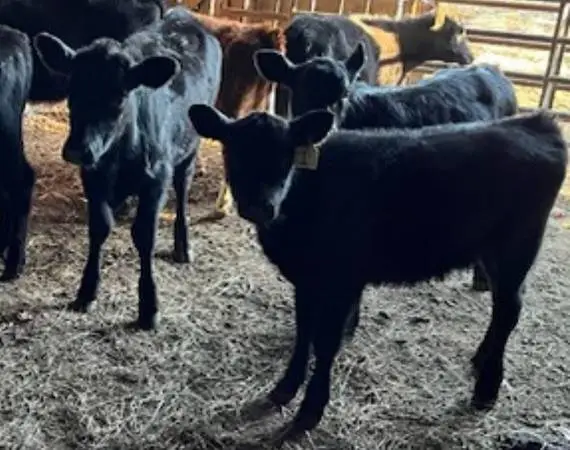 5 weaned calves