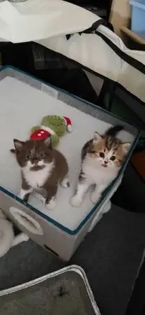 Brittish kittens