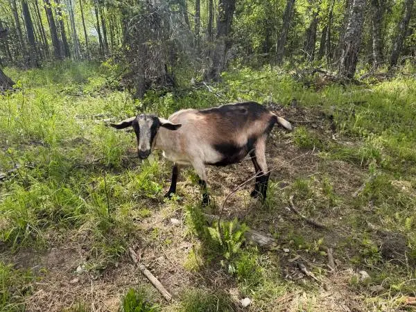 Alpine Doe in milk