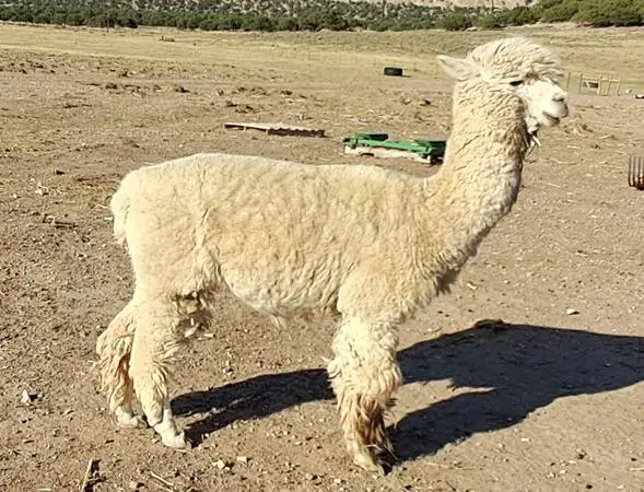 Farm closing - herd dispersal - Hens - Alpaca family
