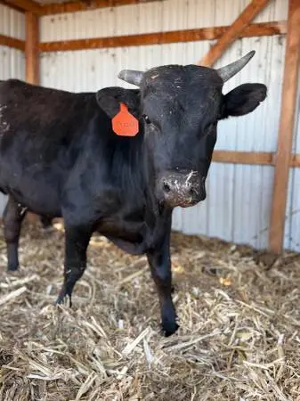Fullblood Wagyu bull—ONLY 1