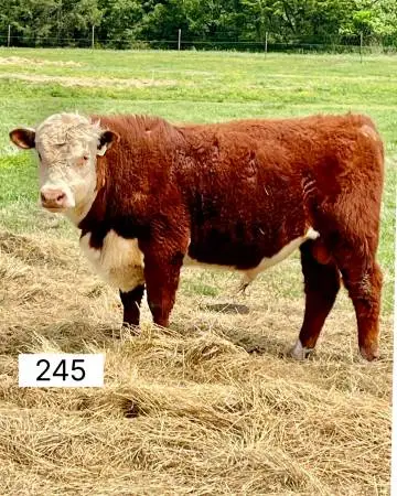 Hereford and Black Baldy Bulls
