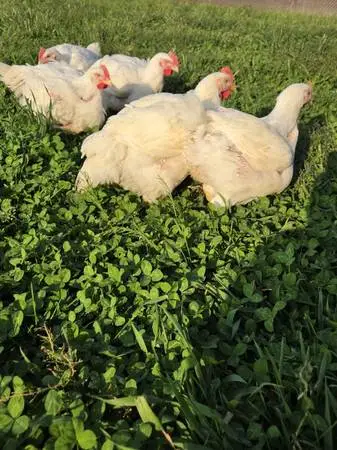 Broilers