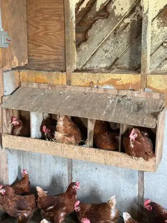 Young Laying Hens For Sale