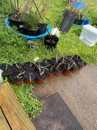 Aloe Vera Plants
