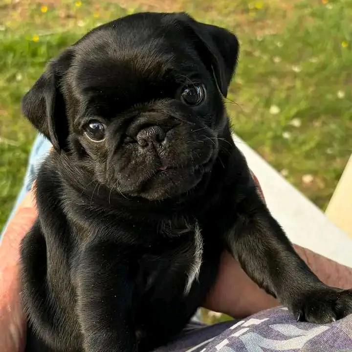 pug puppies for sale