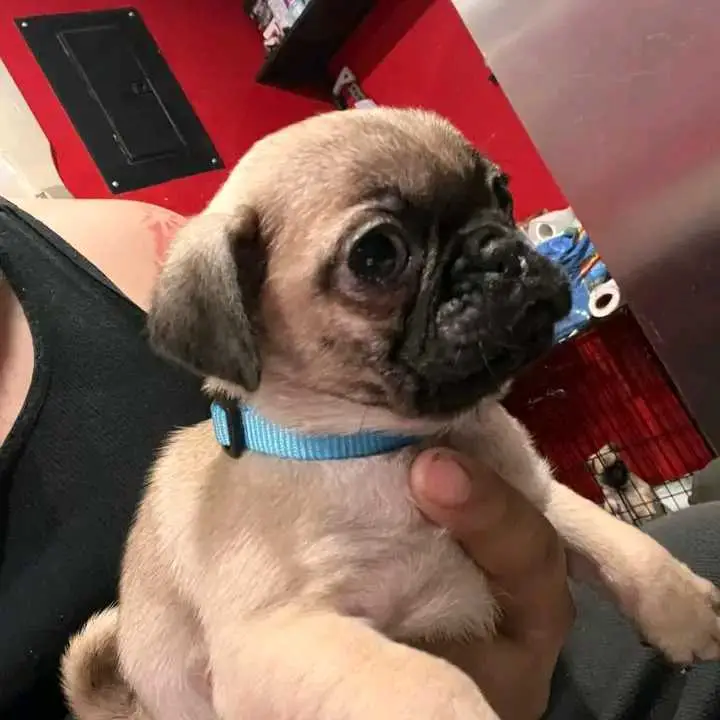 pug puppies for sale.