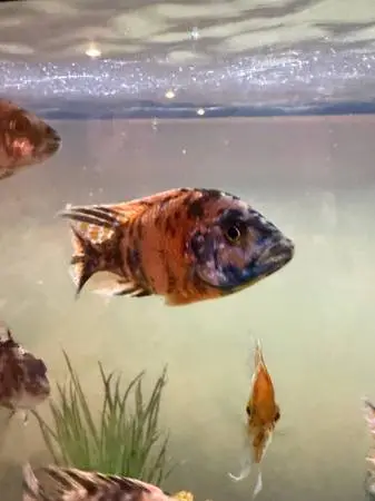 OB peacock male 5-6 inch
