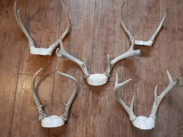 Deer Antlers