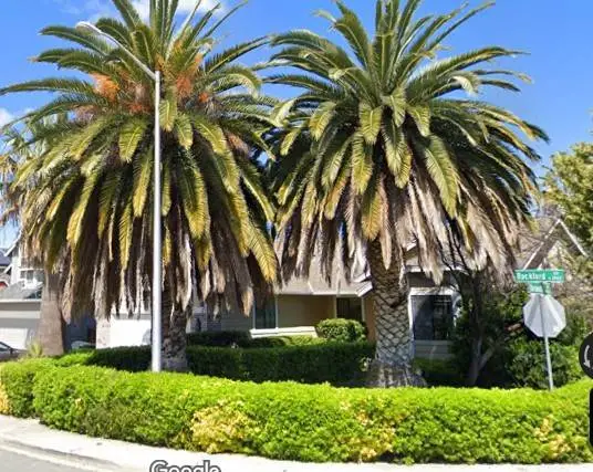 Actively Buying Large Palm Trees like these