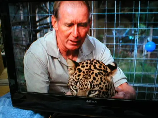 32 APEX LCD TV & REMOTE CONTROL