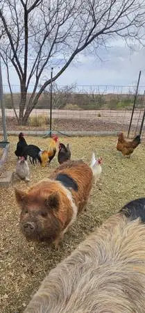 2 Female KuneKune pigs for Breeders or Pets for sale Very Friendly