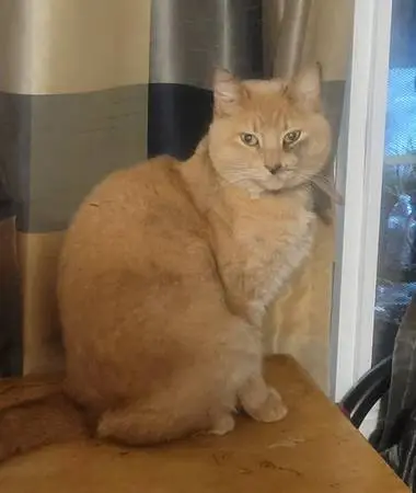 **REWARD** **MISSING CAT**