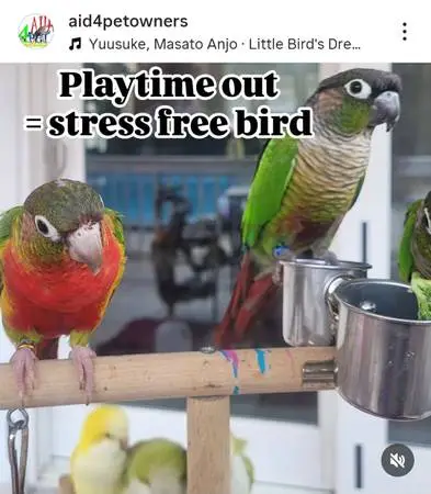 Rehoming Cremino Lovebird, Yellow Quaker & GCC