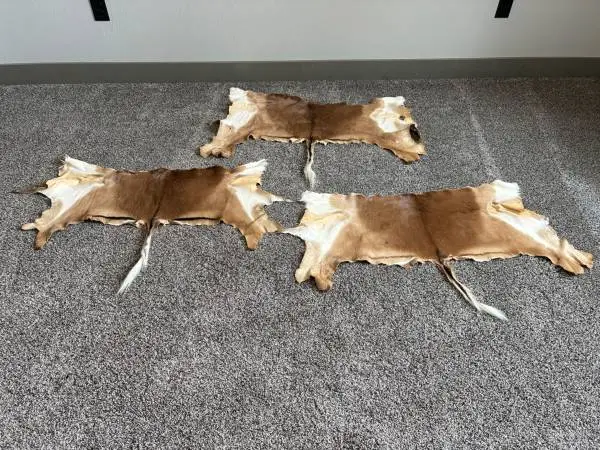 Animal Pelts - deer, impala, fox collar etc. taxidermy