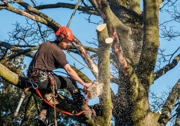 Tree Removal, Residential Tree Removal, Tree Care, Tree Trimming, Stumps
