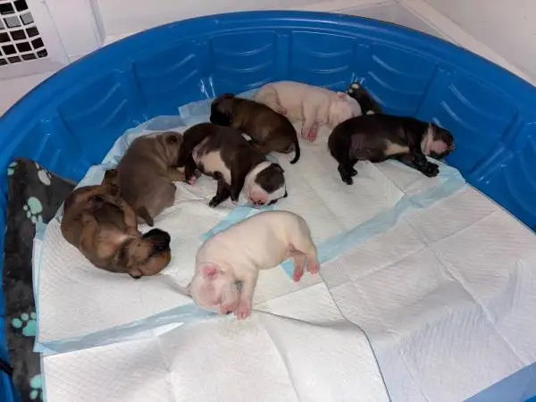 Puppies for sale!