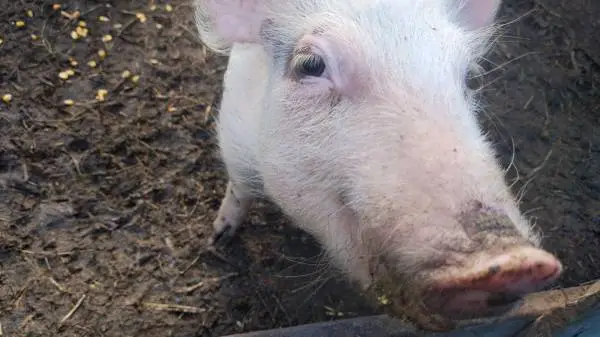 *Red Wattle / Blue Butt mix gilt 🐷
Meet Miss Piggie!