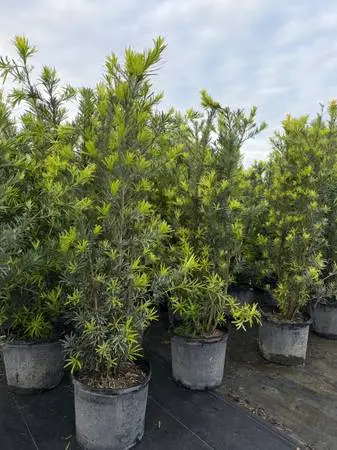 Podocarpus Plants 7 Gallon
