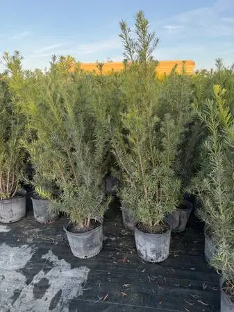 Podocarpus Plants 7G