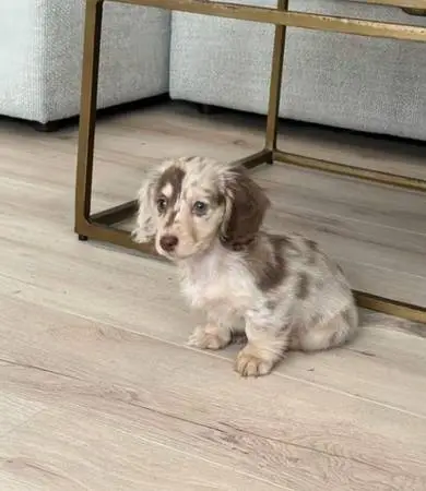 Beautiful—Dachshund