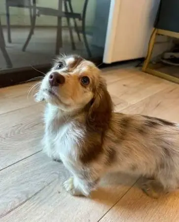 Puppy need Home