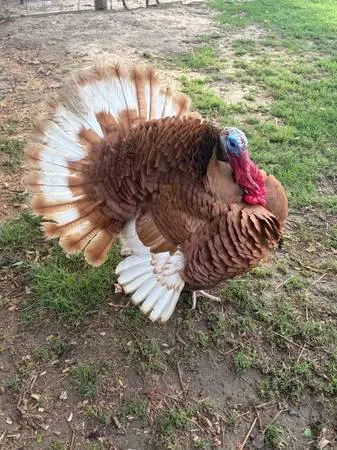 Tom turkey