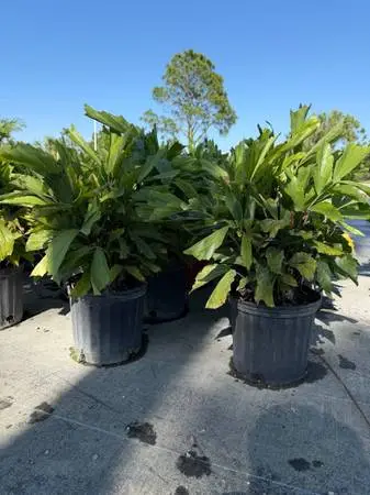 Fishtail Palm 3 Gallon