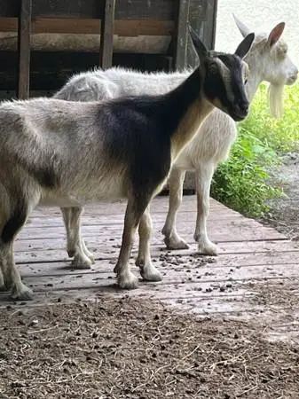 2 registered Nigerian dwarf goats