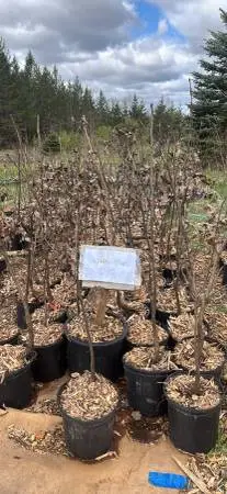 Red and white oak trees 2 gallon potted 3-4’