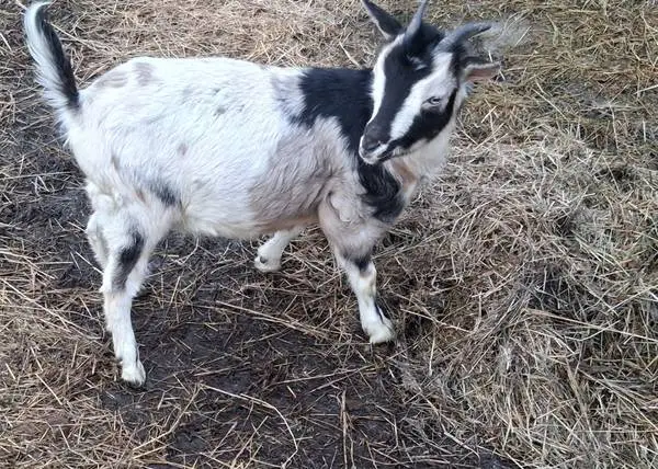 Young goats