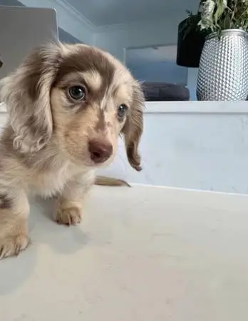 Adorable—Mini-Dachshund