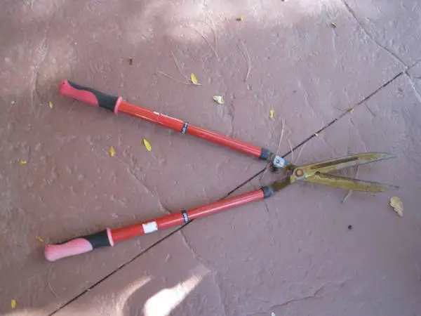 Hedge Shears