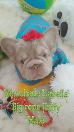 Gorgeous fluffies Frenchies 2 adorable boys Quality !