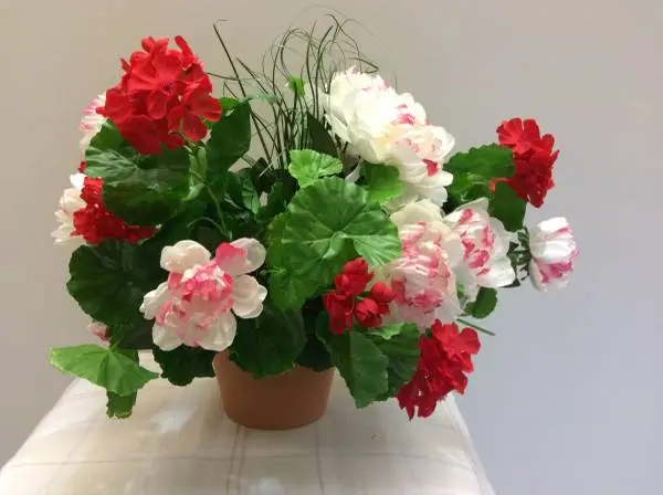 Silk potted geranium/peonies