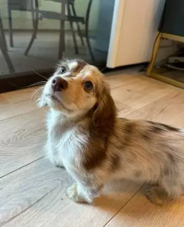 Dachshund—Pretty Pupps