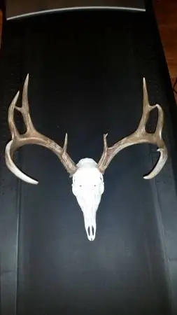 European skull mounts/European Mount