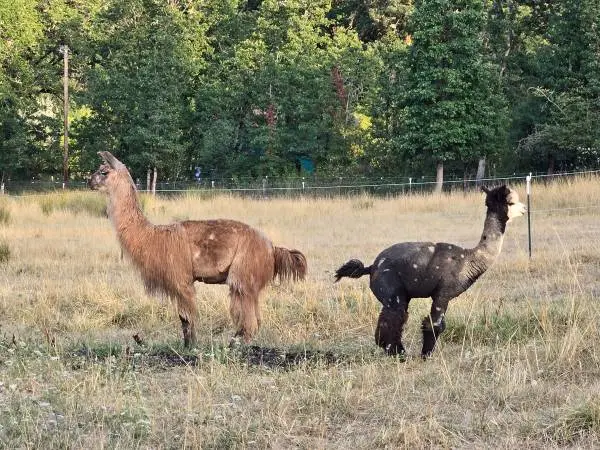 Llama or Chicken Manure organic fertalizer gardening