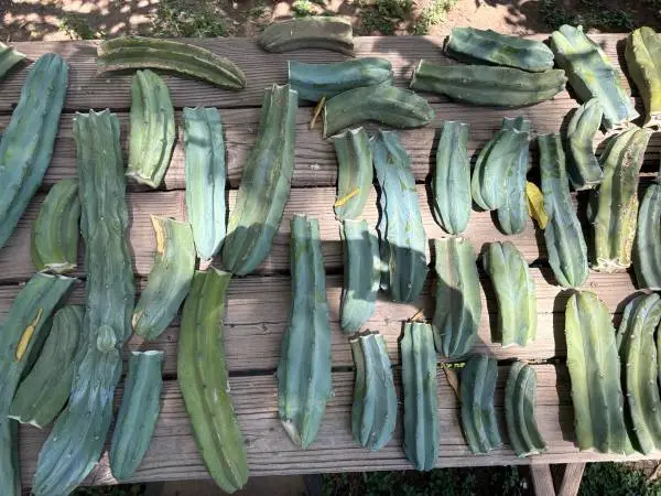Blue candle cactus - propagation lot