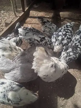 Ermine Ameraucana Chickens