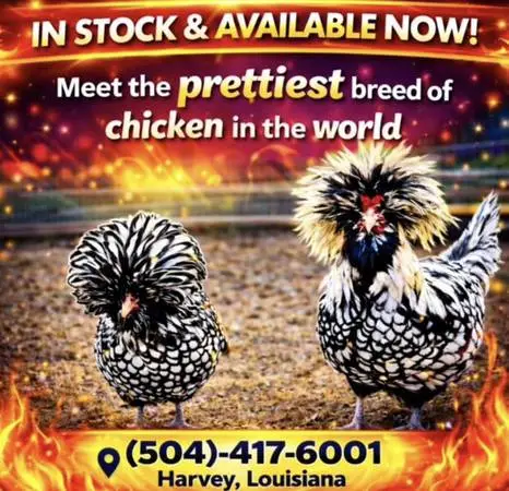 Available NOW pickup is in Harvey, Louisiana plus we have LOTS more di