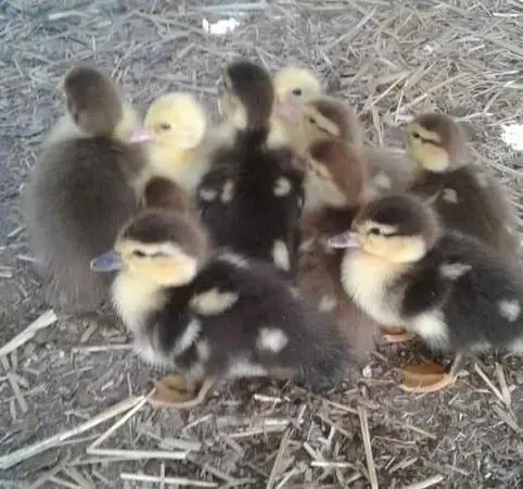Muscovy ducklings