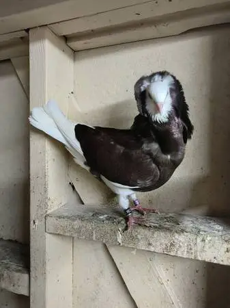Old Dutch Capuchine Pigeon