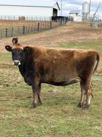 A2A2 Jersey Milk Cow - Fresh, 3-4 Gal/ Day, Confirmed Bred