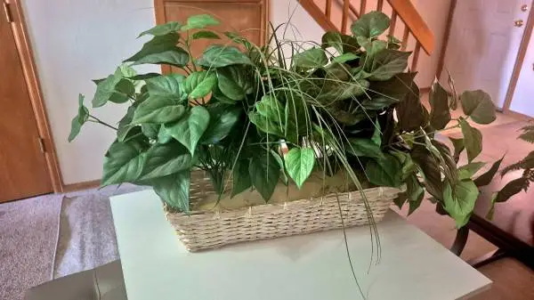Artificial Money Plant w/ Basket