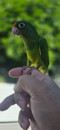 Half moon conure