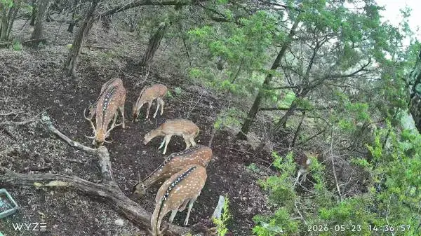 AFFORDABLE AXIS DOE AND BUCK HUNT! ONE FLAT FEE 3 ANIMAL HARVEST!
