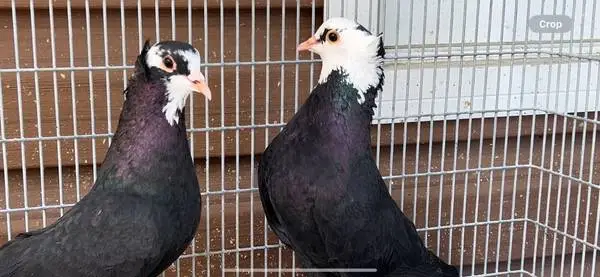 Pigeons
